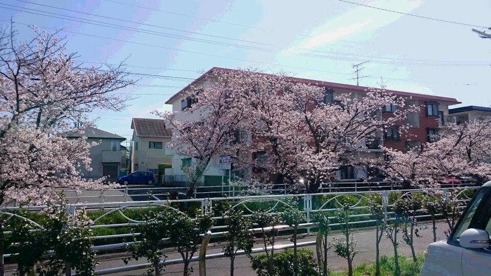事務所の裏の桜です
